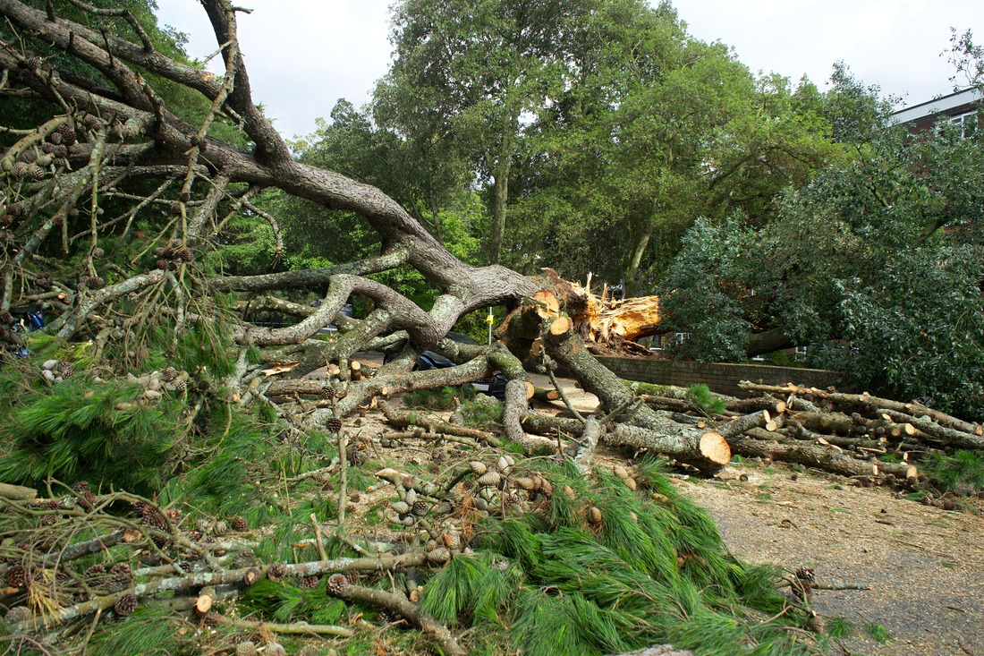 Goose Creek Emergency Tree Removal