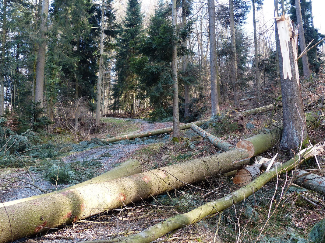 Goose Creek Emergency Tree Removal